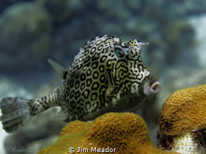 Honeycomb cowfish by Jim Meador 